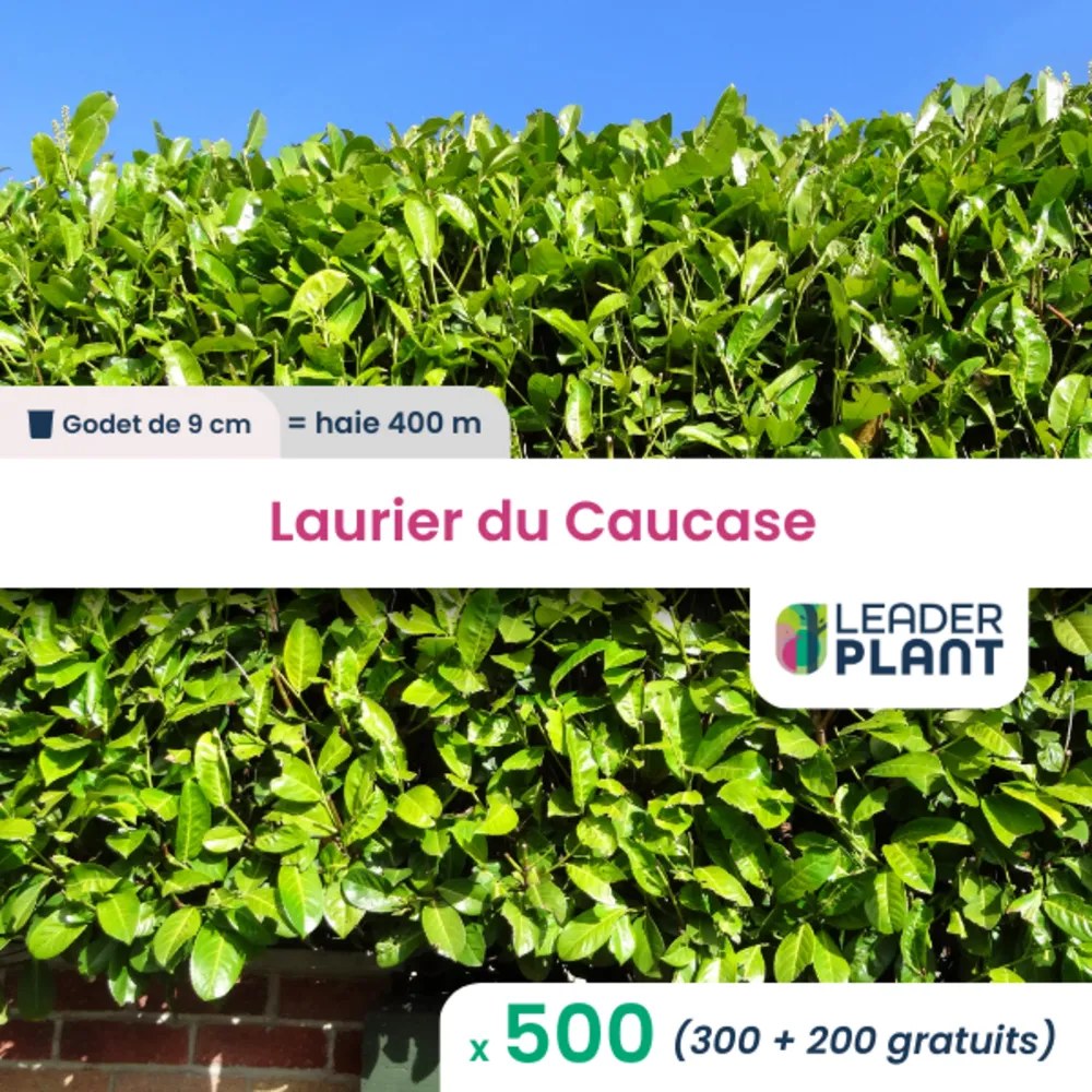 500 x laurier palme, caucase en godet