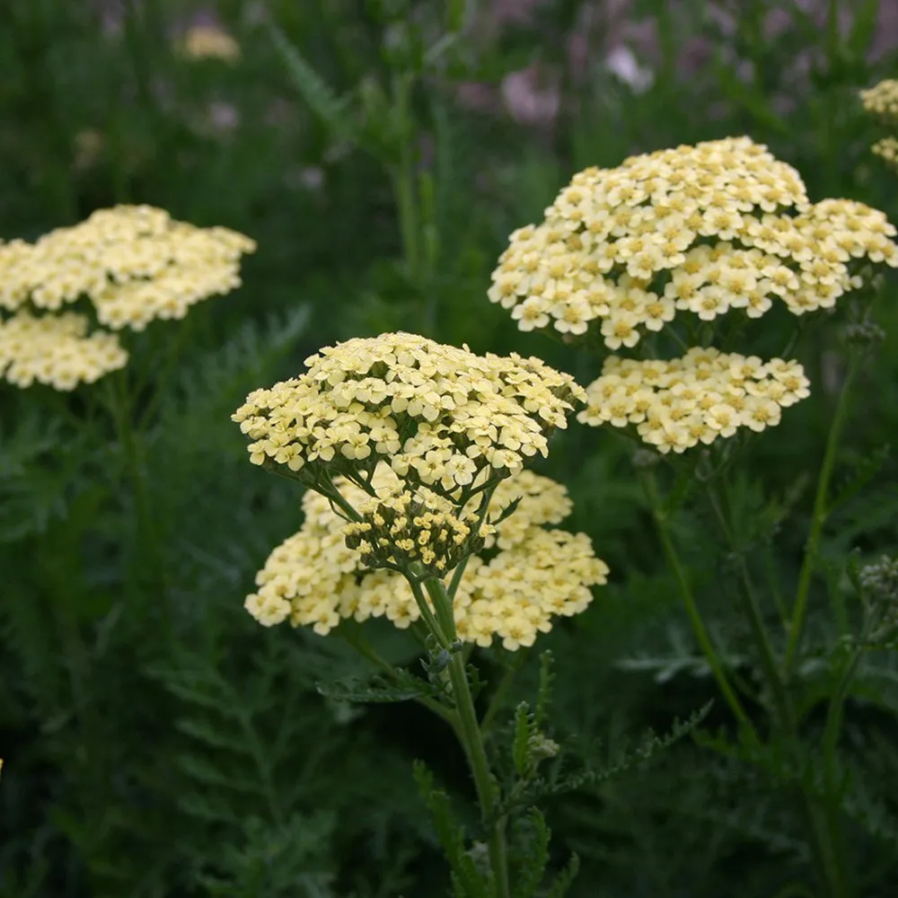 6 x achillée millefeuille 'alabaster' - achillea 'alabaster' - godet 9cm x 9cm