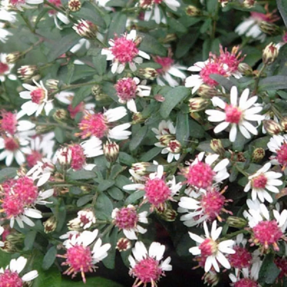 6 x aster lateriflorus 'prince' - aster lateriflorus 'prince' - godet 9cm x 9cm