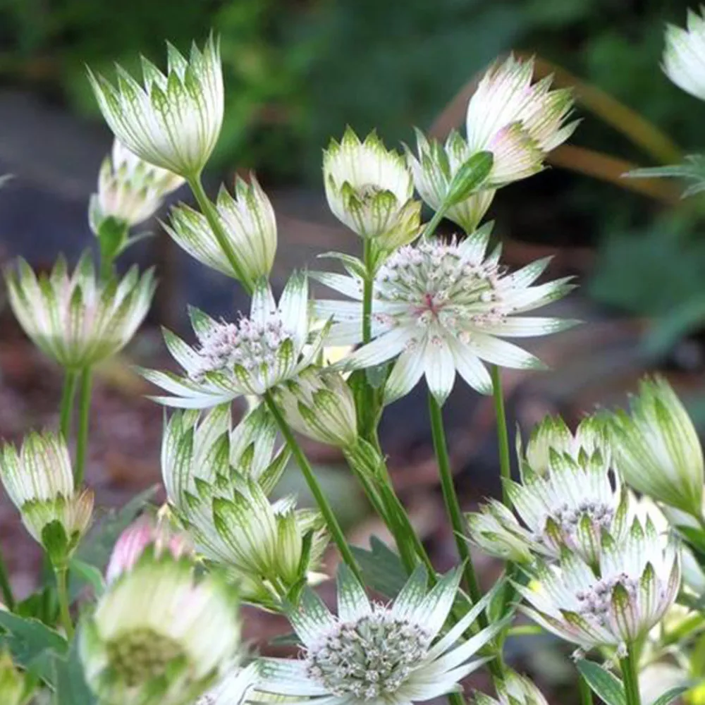 6 x grande astrance 'snowstar' - astrantia major 'snow star' - godet 9cm x 9cm