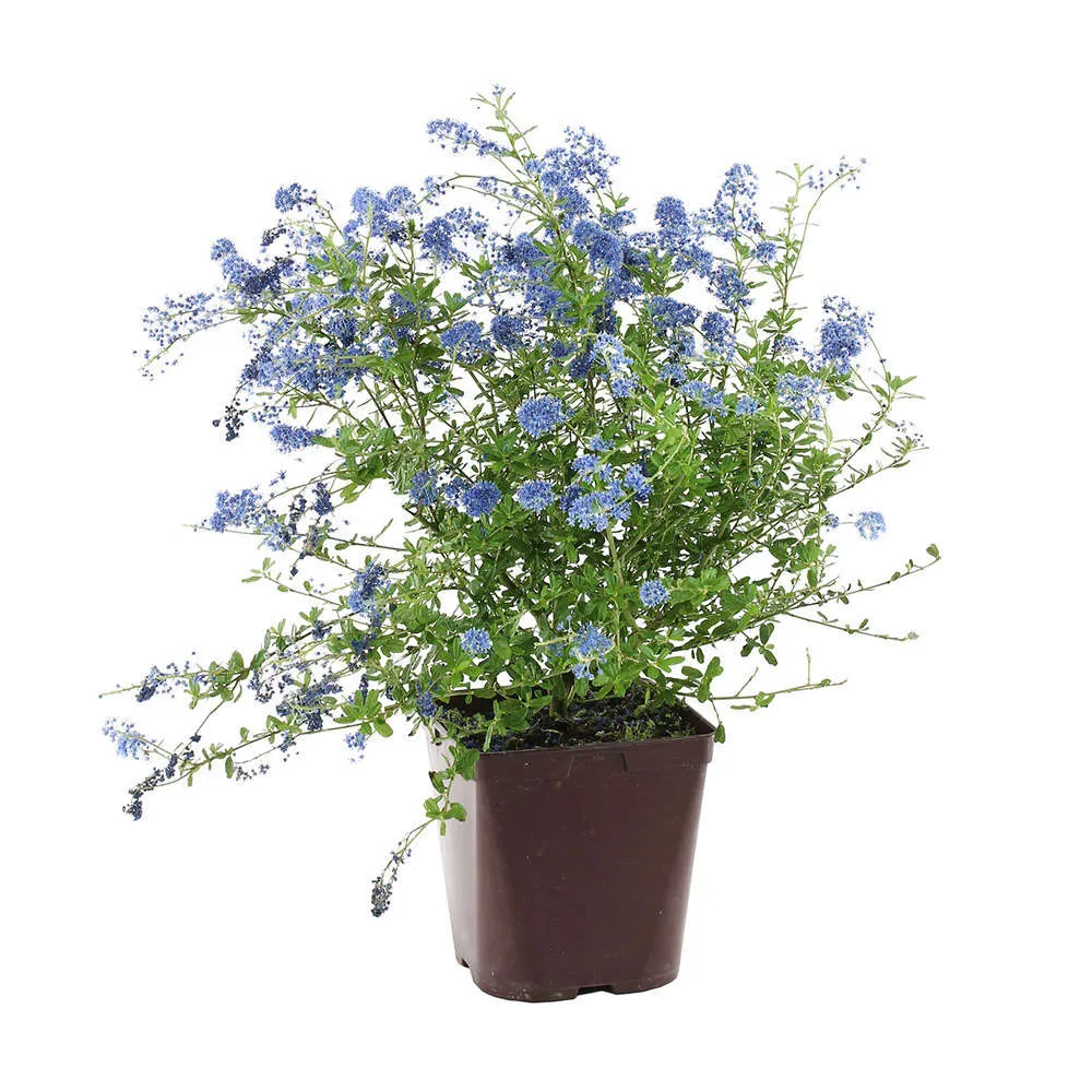 Ceanothus x ‘ italian skies’ :conteneur 3 litres