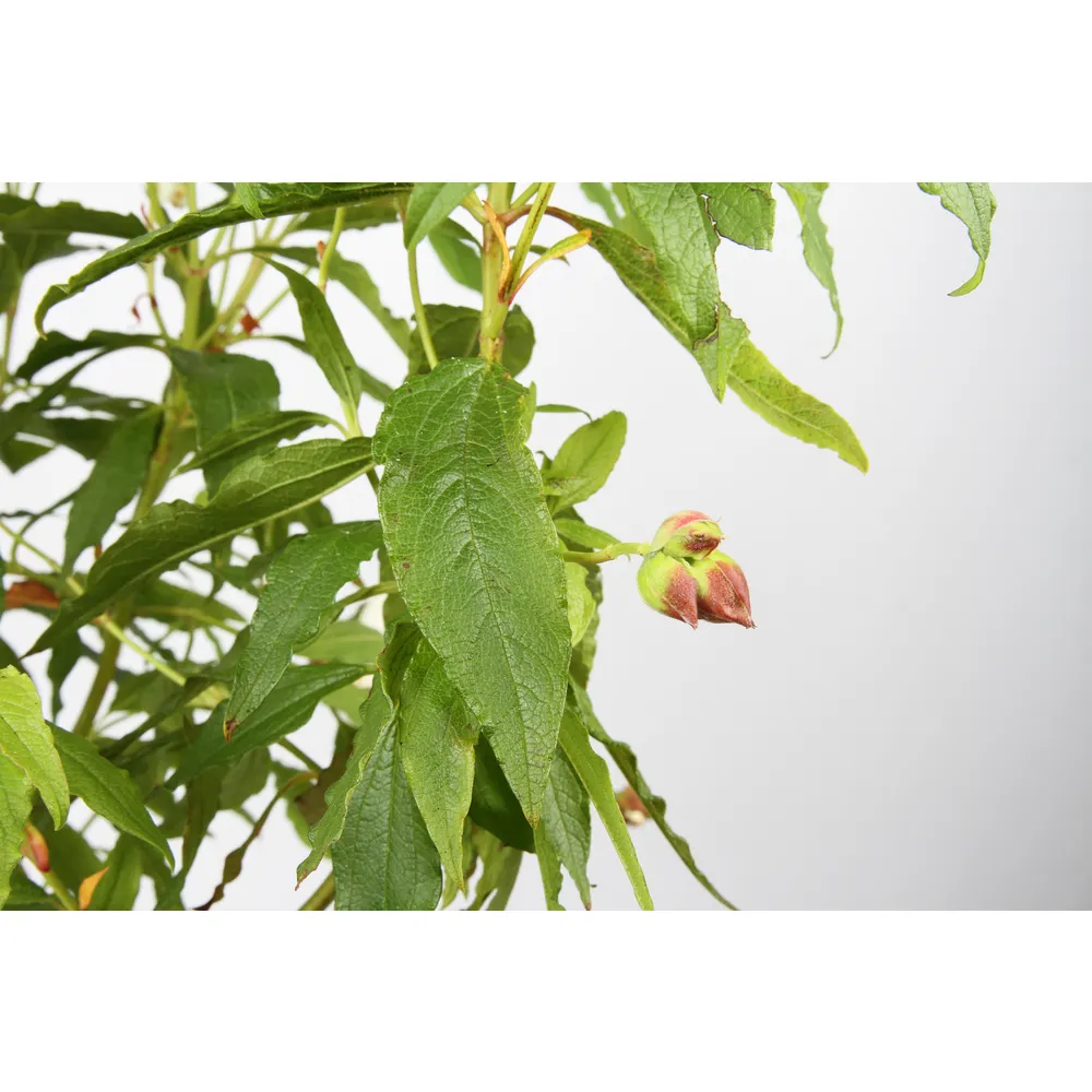 Cistus x aguilari : ctr 3 litres
